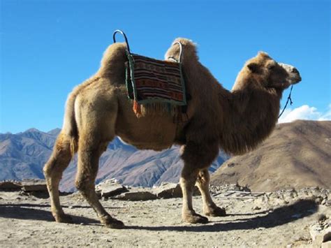 Camel Pictures and Facts: Bactrian Camels