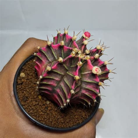 Jual Kaktus Gymnocalycium Miha Starfire Shopee Indonesia