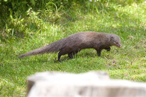 herpestes fuscus waterhouse