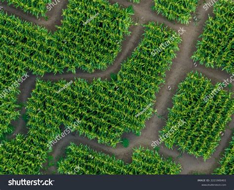 Aerial View Corn Maze Find Way Stock Photo 2221900401 | Shutterstock