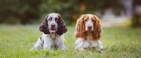 Cocker Spaniel Inglés Aprende Todo Sobre Su Temperamento Y Cuidados