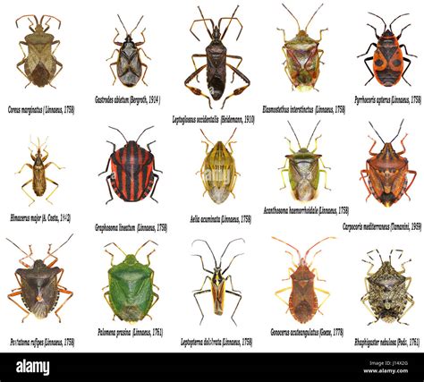 Leaf Beetles Identification