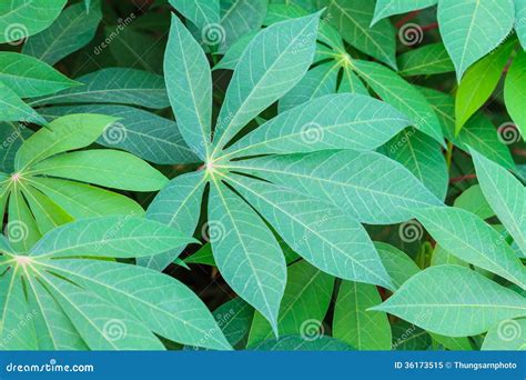 Cassava Leaves Stock Image Image Of Cultivate Plantation 36173515