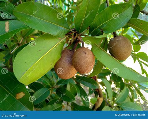 Closeup Photo of Sapodilla or Naseberry on Naseberry Tree at Naseberry ...