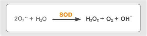 What is SOD? - Bionov, World's largest SOD producer