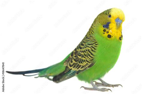 portrait of budgerigar の Stock フォト Adobe Stock