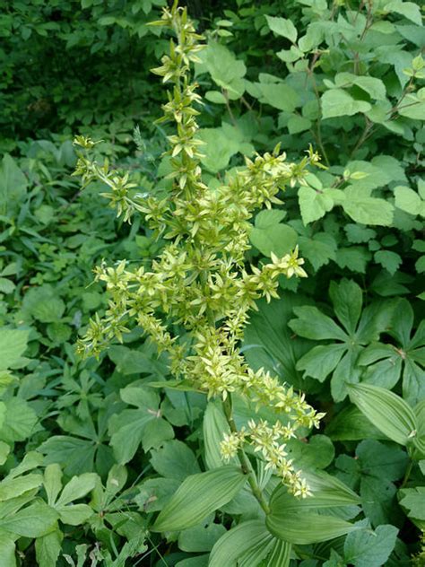 False Hellebore Plant