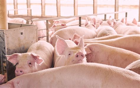 China Trace Elements Premix For Growing Finishing Pigs Manufacturer And