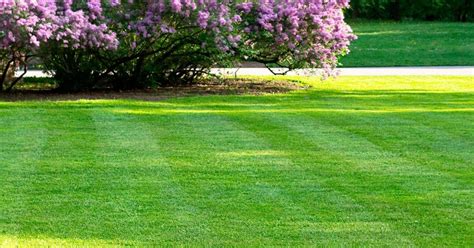 Waltham St Lawrence Lawn Care Lawnscience