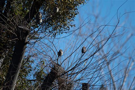 Flock Of Japanese Waxwings In A Park Of Kawasaki Stock Photo - Download Image Now - Animal ...