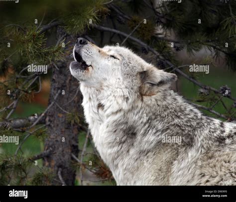 Wolf Howling in Yellowstone National Park, USA Stock Photo - Alamy