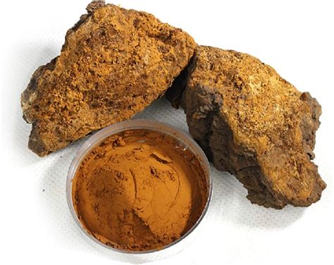 Organic Chaga Mushroom Powder Harvested From Live Birch