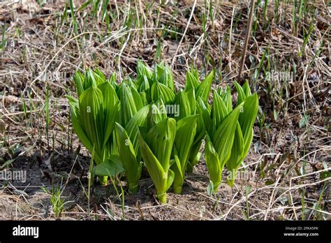 A Green False Hellebore Plant Veratrum Viride Growing In The