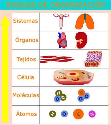 2do Secundaria Bioelementos Y Niveles De Organizacion De La Materia