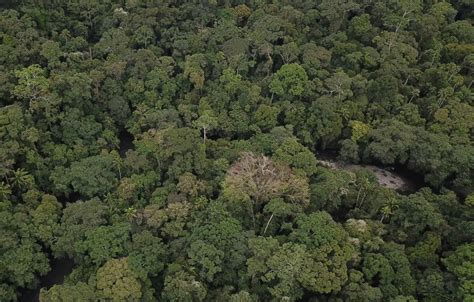jenis jenis hutan berikut  bikin kamu jadi  keliling dunia