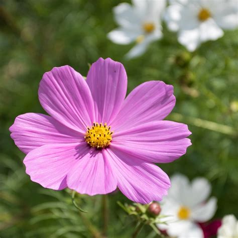 Bio Saatgut Cosmea Cosmos Bipinnatus Saatscheiben