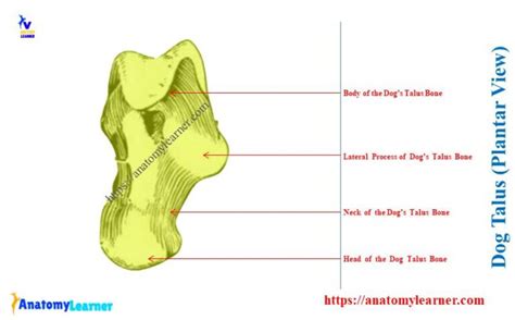 Dog Tarsal Bones - Canine Tarsus Anatomy with Diagram » AnatomyLearner ...