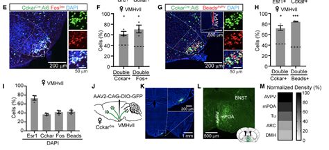 Neuron 你知道是什么在调控雌性性行为吗 国内聚焦 资讯 生物在线