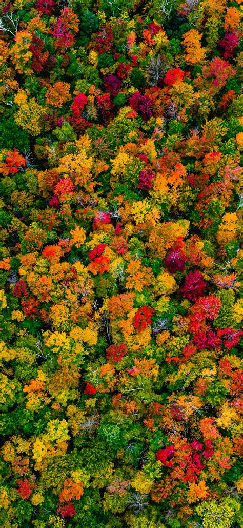 Autumn Forest Wallpaper 4K, Maple trees, Aerial view, 5K