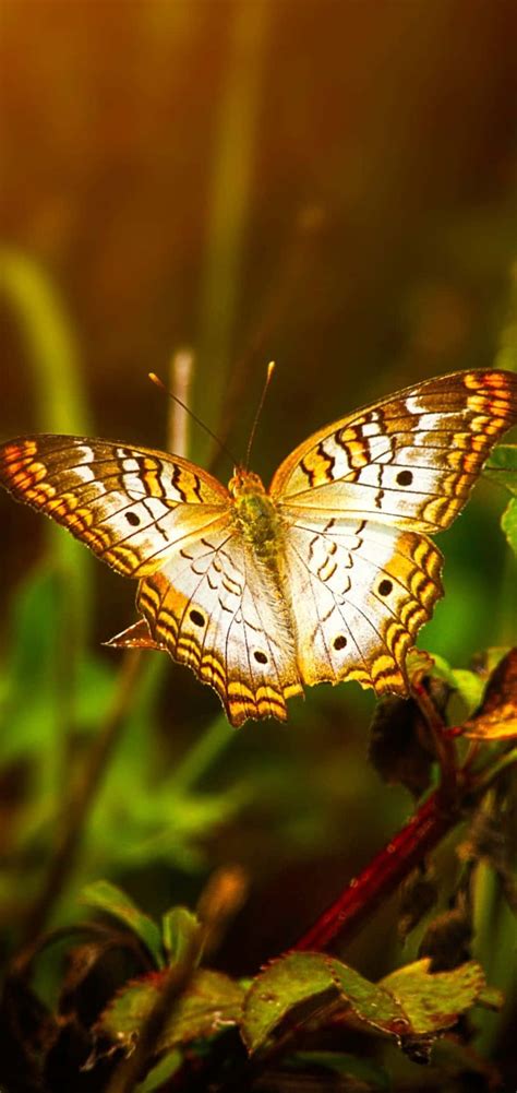 aesthetic butterfly backgrounds wallpaperscom