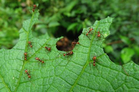 Leaf Cutter Ants Nest