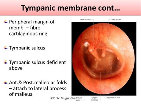 External Ear Tympanic Membrane And Auditory Tube Dr N Mugunthan M S