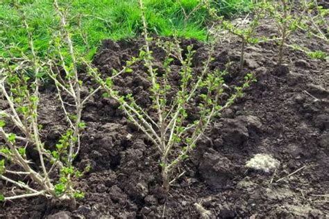 So Vermehren Sie Stachelbeeren Gr Ne Und Verholzte Stecklinge Teilen