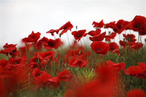 Remembrance Day 5 Facts About The Poppy Canadian Living