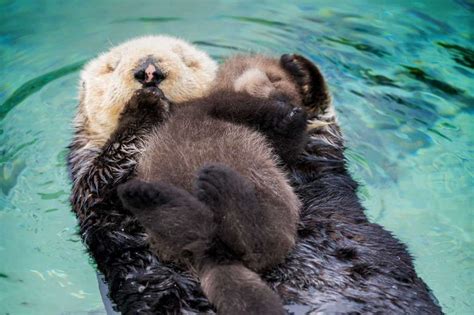 Surprise wild otter birth gives Monterey Bay Aquarium an adorable ...