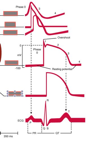 Cardiac Electrophysiology Flashcards Quizlet