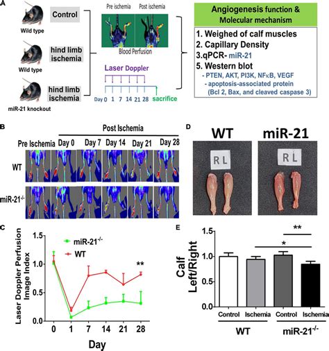 Impaired Angiogenesis Of Wild Type And MicroRNA 21 MiR 21 Mice