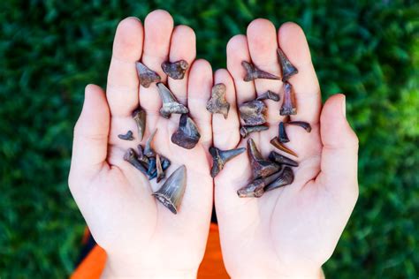 Post Oak Creek Fossil Hunting Texas Kids Adventures