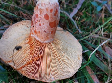 Lactarius Deliciosus Mushroom World