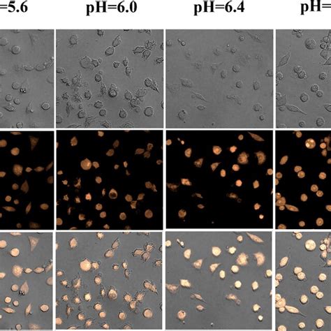 Fluorescence Images Of HeLa Cells Incubated With N CD Solution For 4 H