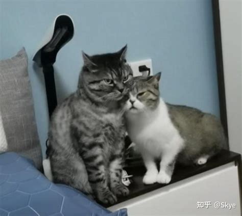 关于绝育后的公猫和发情的母猫😹 知乎