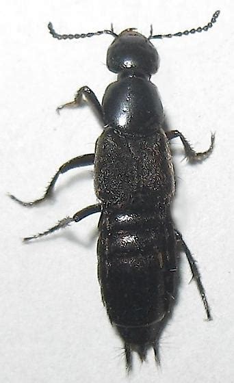 Rove Beetle Philonthus Bugguidenet