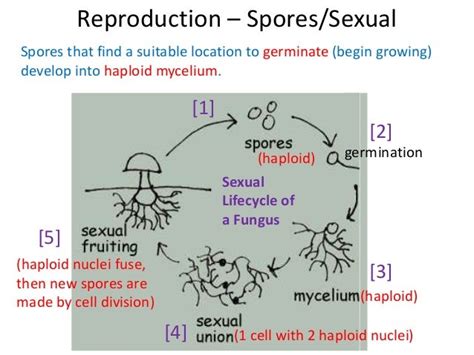 10 Fungi