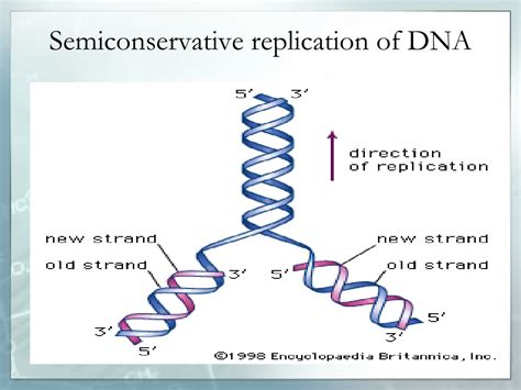 Ppt Molecular Basis Of Inheritance Powerpoint Presentation Free Download Id9579759