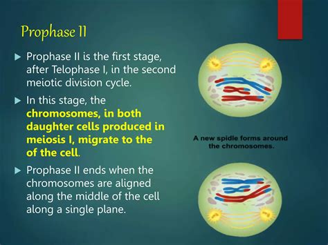 Lesson 4 Meiosis And Human Life Cyclepptx