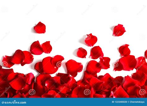 Red Rose Petals On White Background Top View Stock Photo Image Of