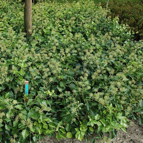 HEDERA HELIX ARBORESCENS Houtmeyers Plantencentrum En Boomkwekerij