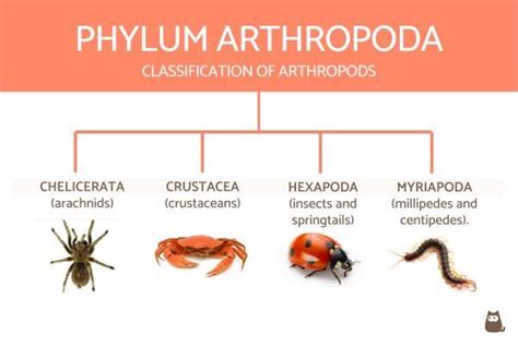 Classification of Invertebrates Chart With Definitions and Examples ...