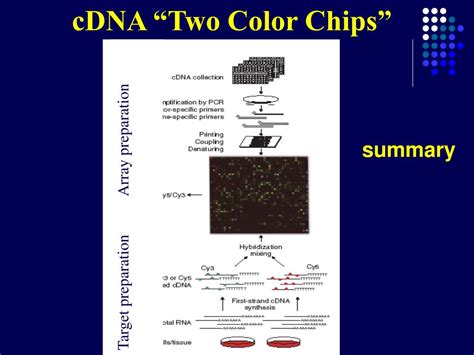 Ppt An Introduction To Dna Microarrays Rebecca Fry Phd And Leona Samson Powerpoint