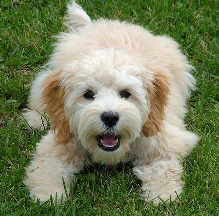 Cockapoo - Puppies, Rescue, Pictures, Information, Temperament ...