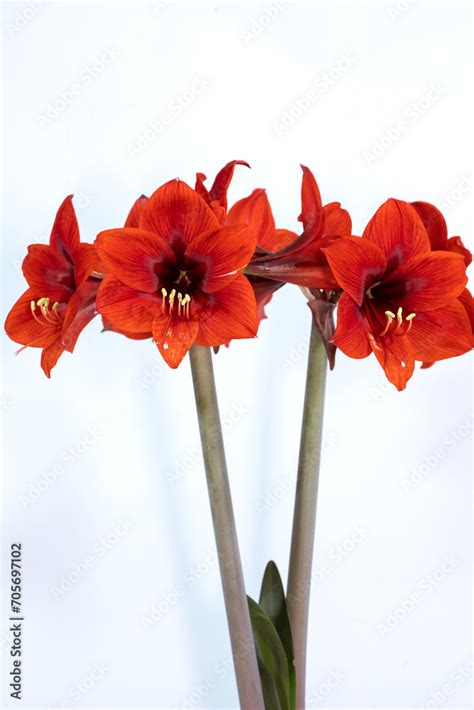 Red Amaryllis Flowers Hippeastrum Flower Of Holland Amaryllis