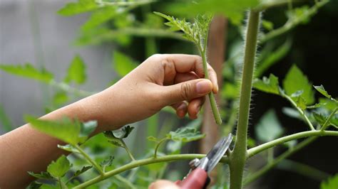 how to prune tomato plants 10