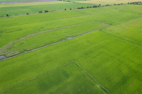 Premium Photo Aerial View From Flying Drone Of Field Rice With