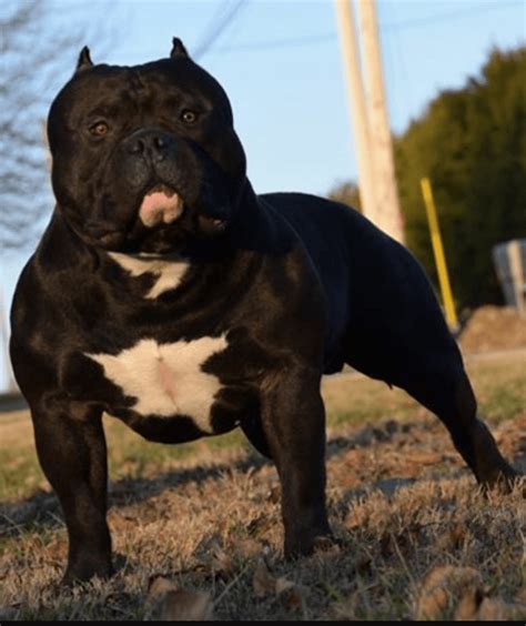 American Bully Puppies For Sale | Shelton, WA #234248