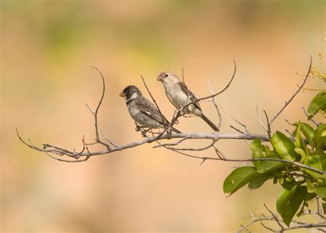 Foto Golinho Sporophila Albogularis Por Tiago Elis Wiki Aves A