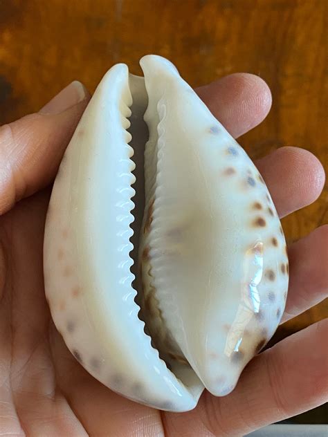 Hand Carved Tiger Cowrie Shell Conch Shell Elephant Carving Etsy